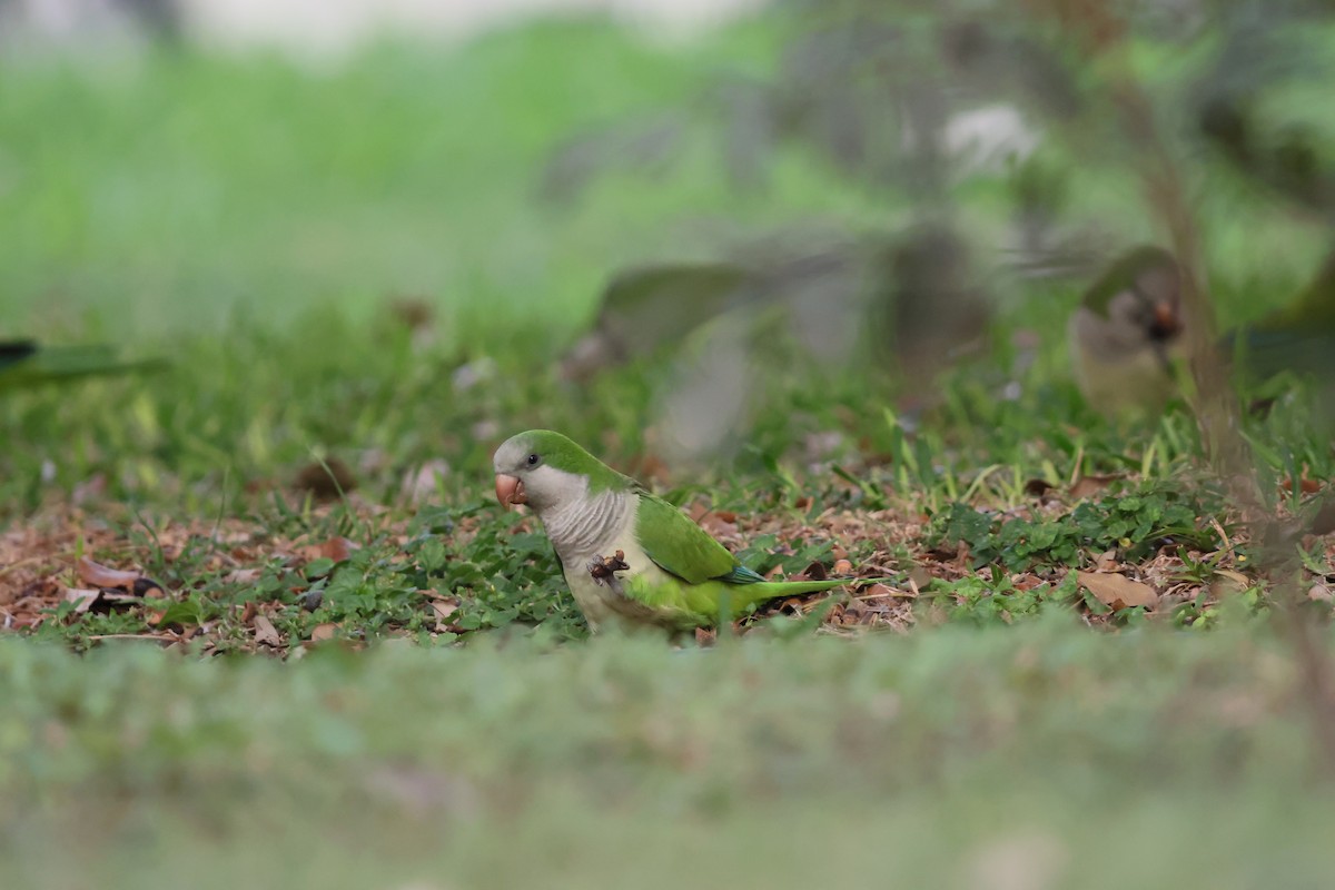 mníšek šedý - ML644151033