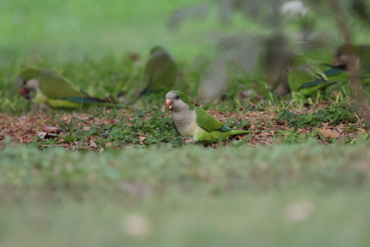 mníšek šedý - ML644151034