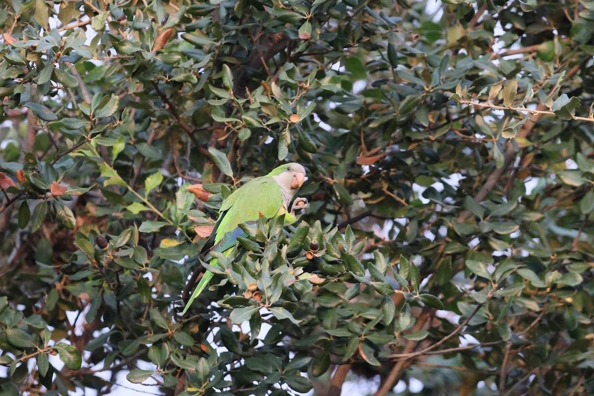 mníšek šedý - ML644151037