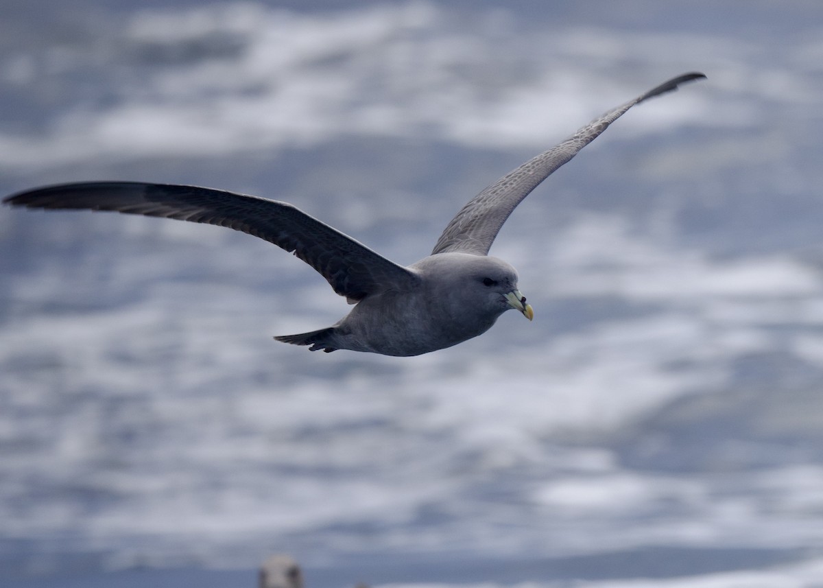 Northern Fulmar - ML644151040