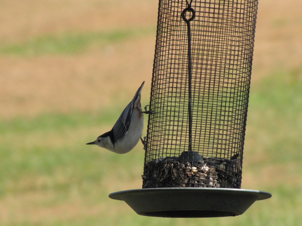 Повзик каролінський - ML644151052