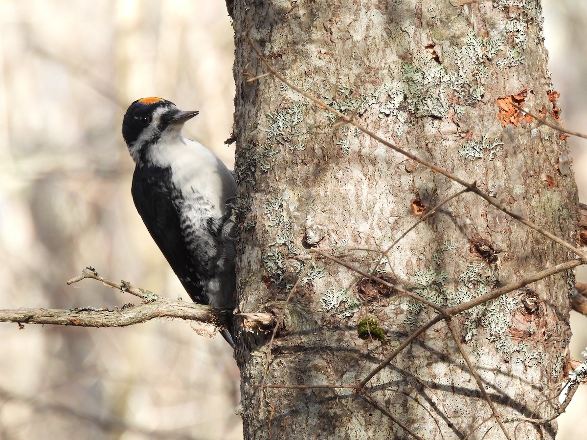 Black-backed Woodpecker - ML644151055