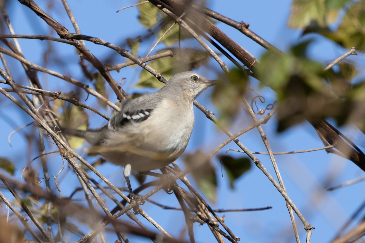 sangspottefugl - ML644151056