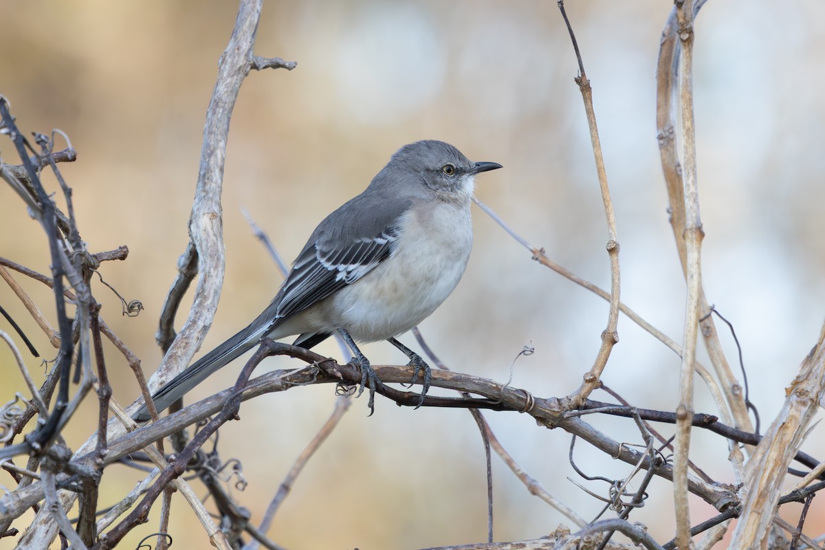 sangspottefugl - ML644151057