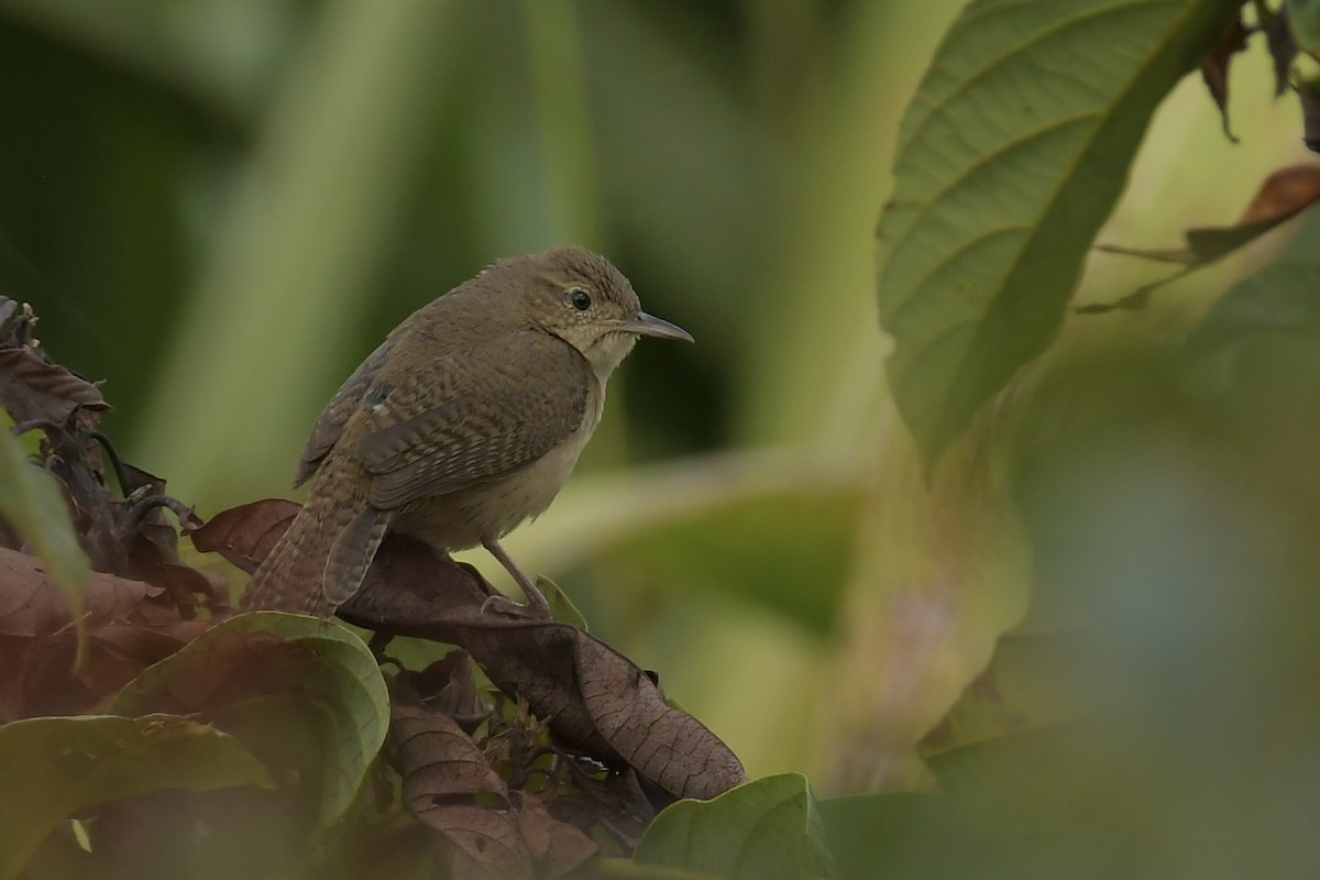 Southern House Wren - ML644151064
