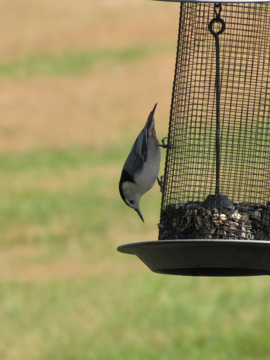 Повзик каролінський - ML644151079