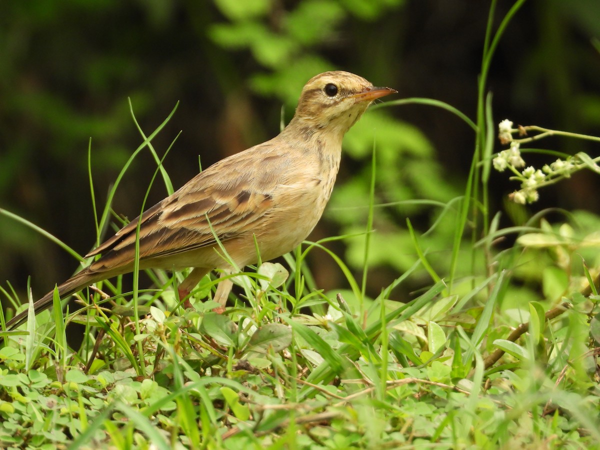 Paddyfield Pipit - ML644151080