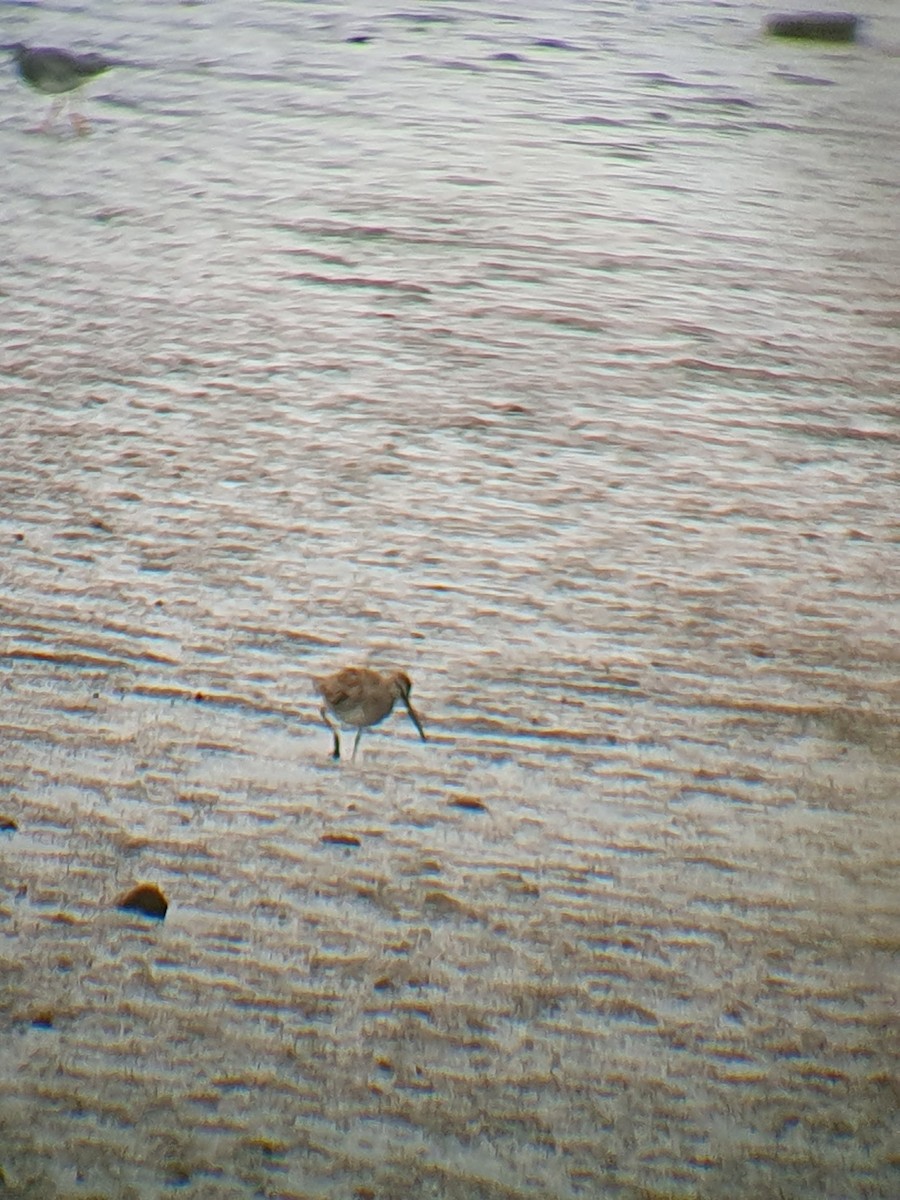 slukovec dlouhozobý - ML644151092