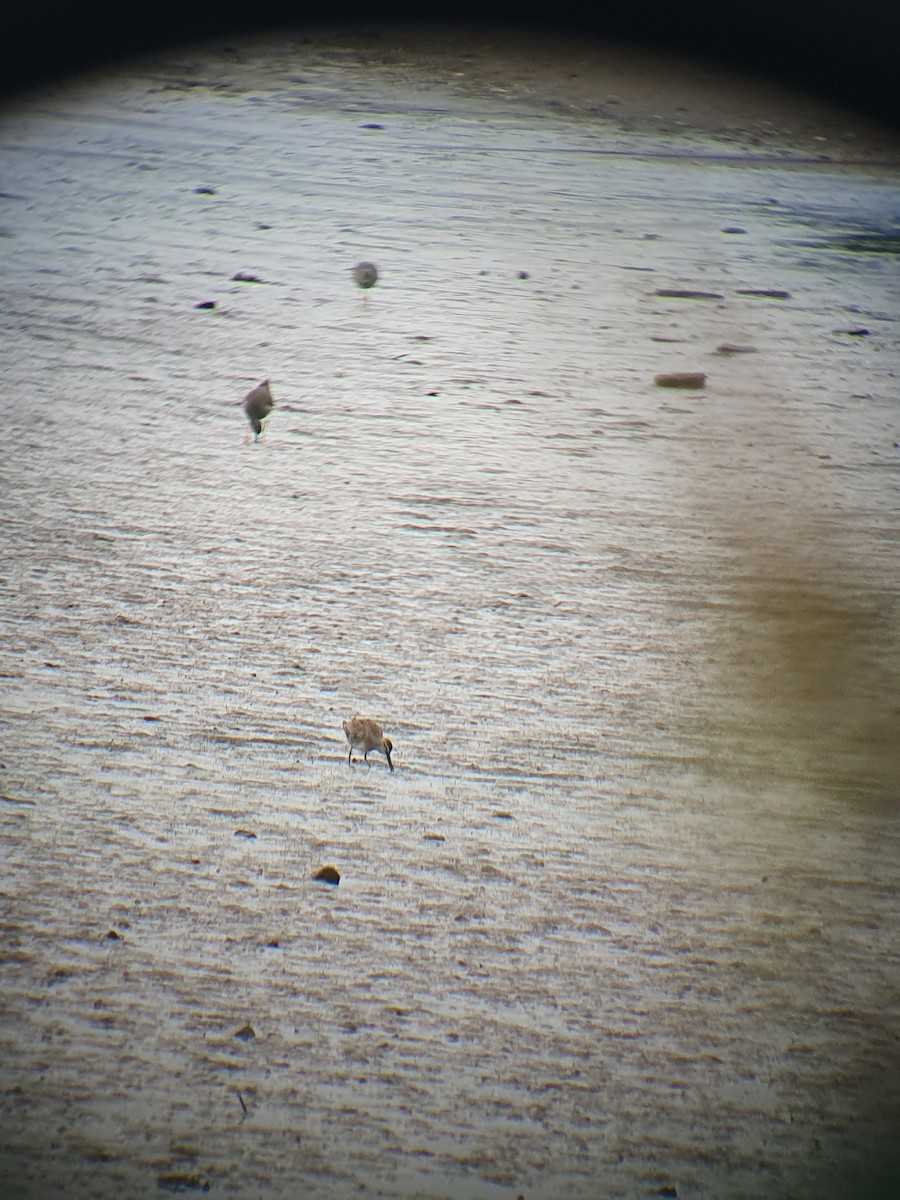 slukovec dlouhozobý - ML644151102