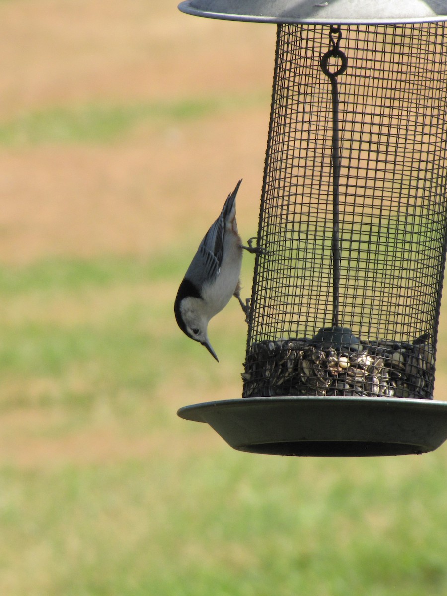 Повзик каролінський - ML644151103