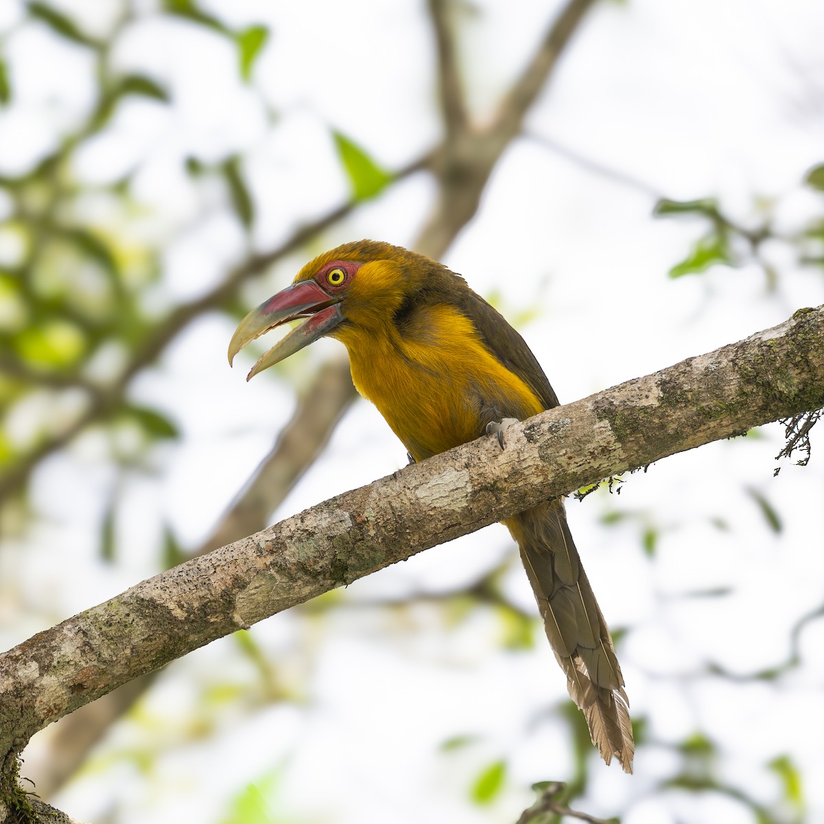 Saffron Toucanet - ML644151109