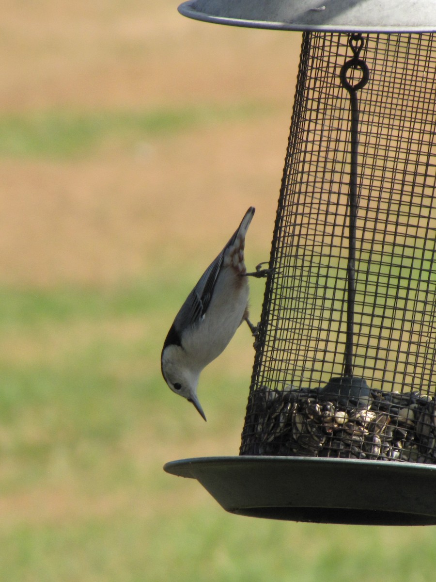 Повзик каролінський - ML644151117