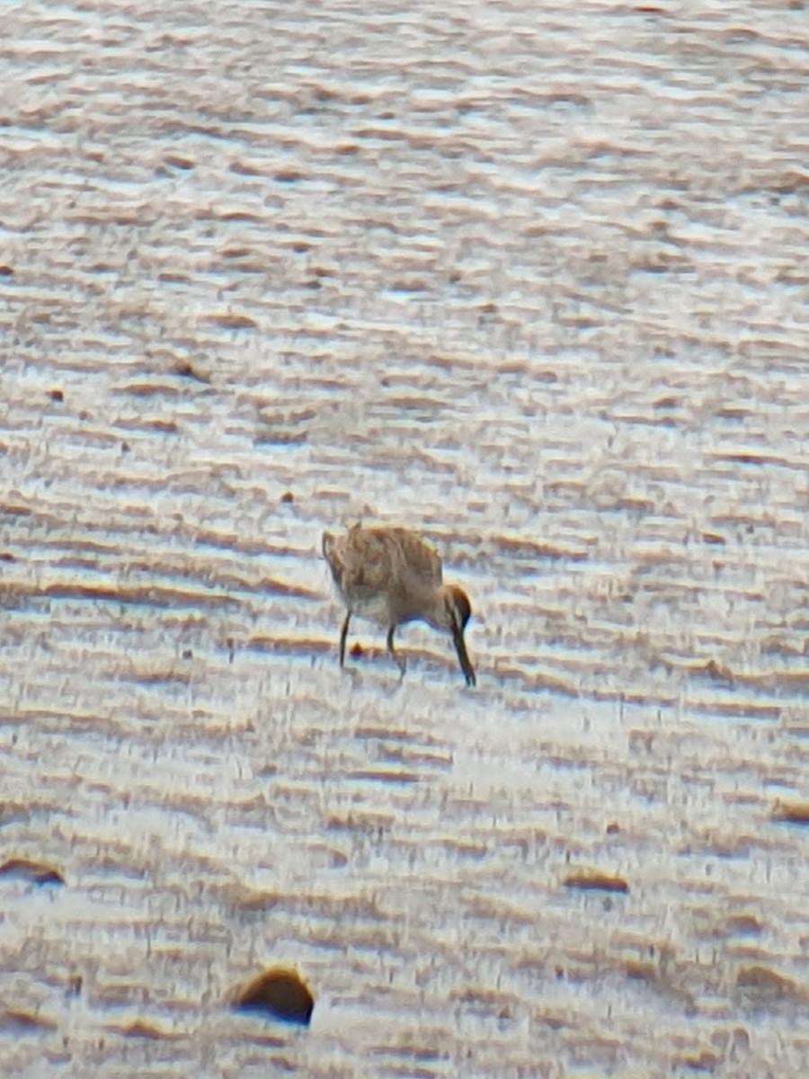 slukovec dlouhozobý - ML644151129