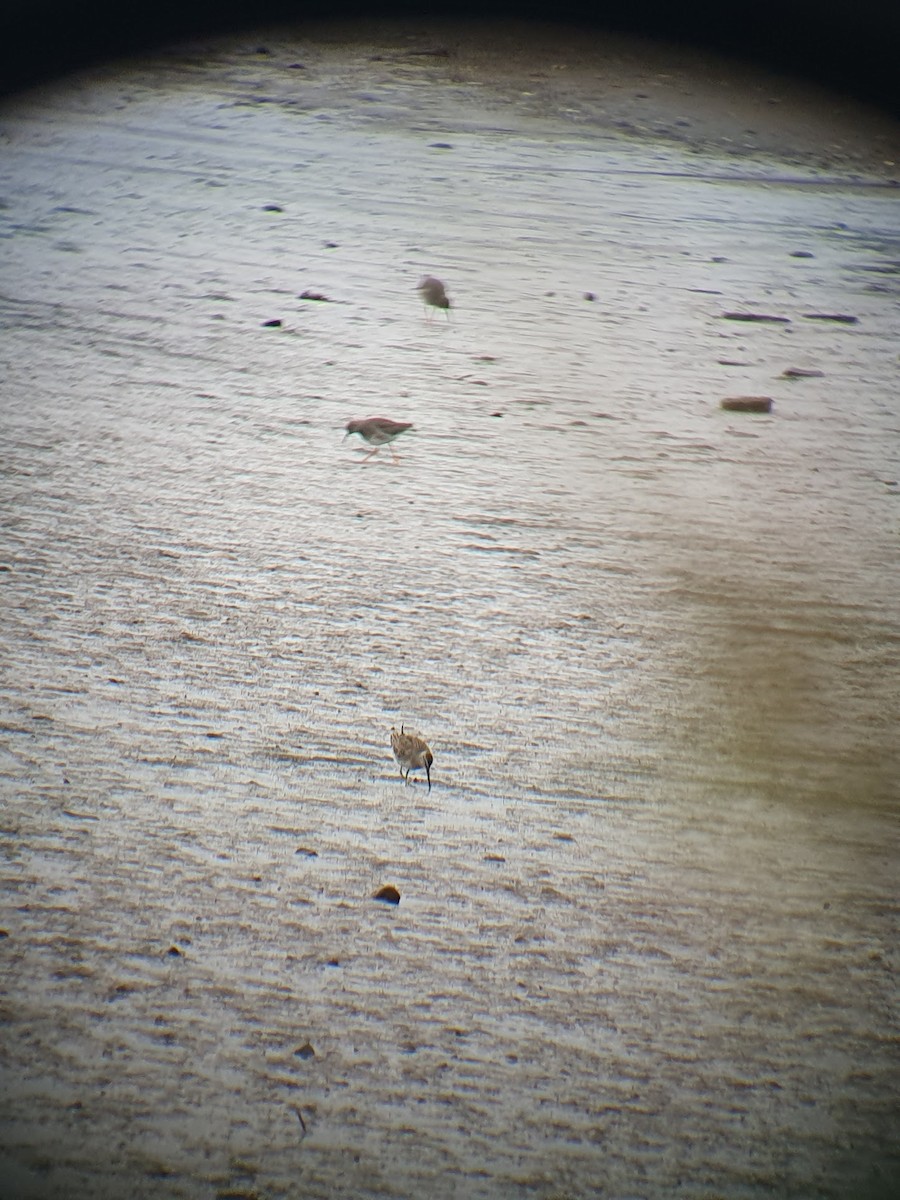 slukovec dlouhozobý - ML644151130