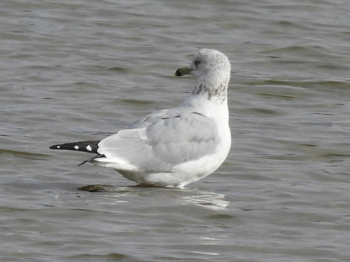 Ring-billed Gull - ML644151131