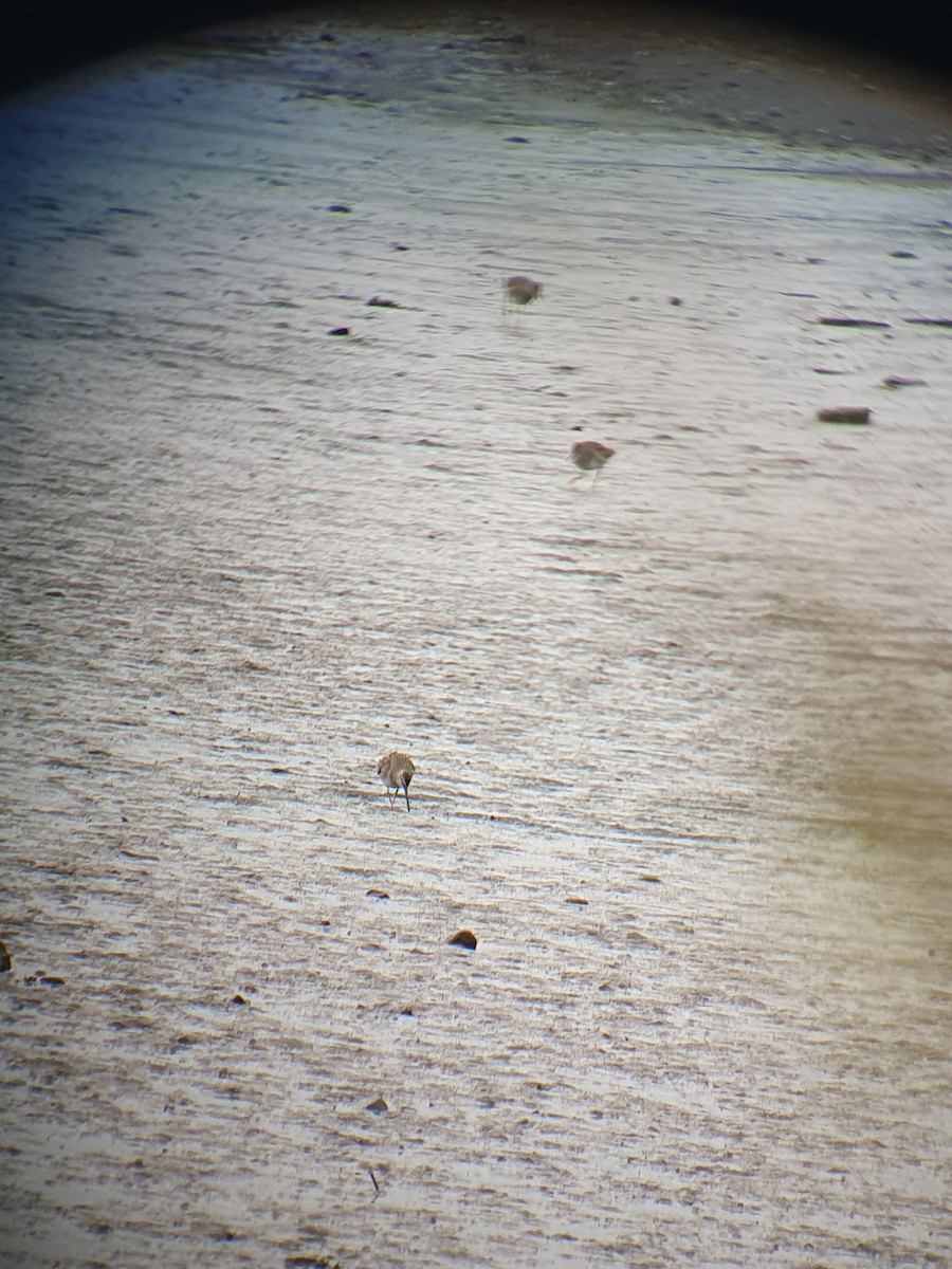 slukovec dlouhozobý - ML644151136