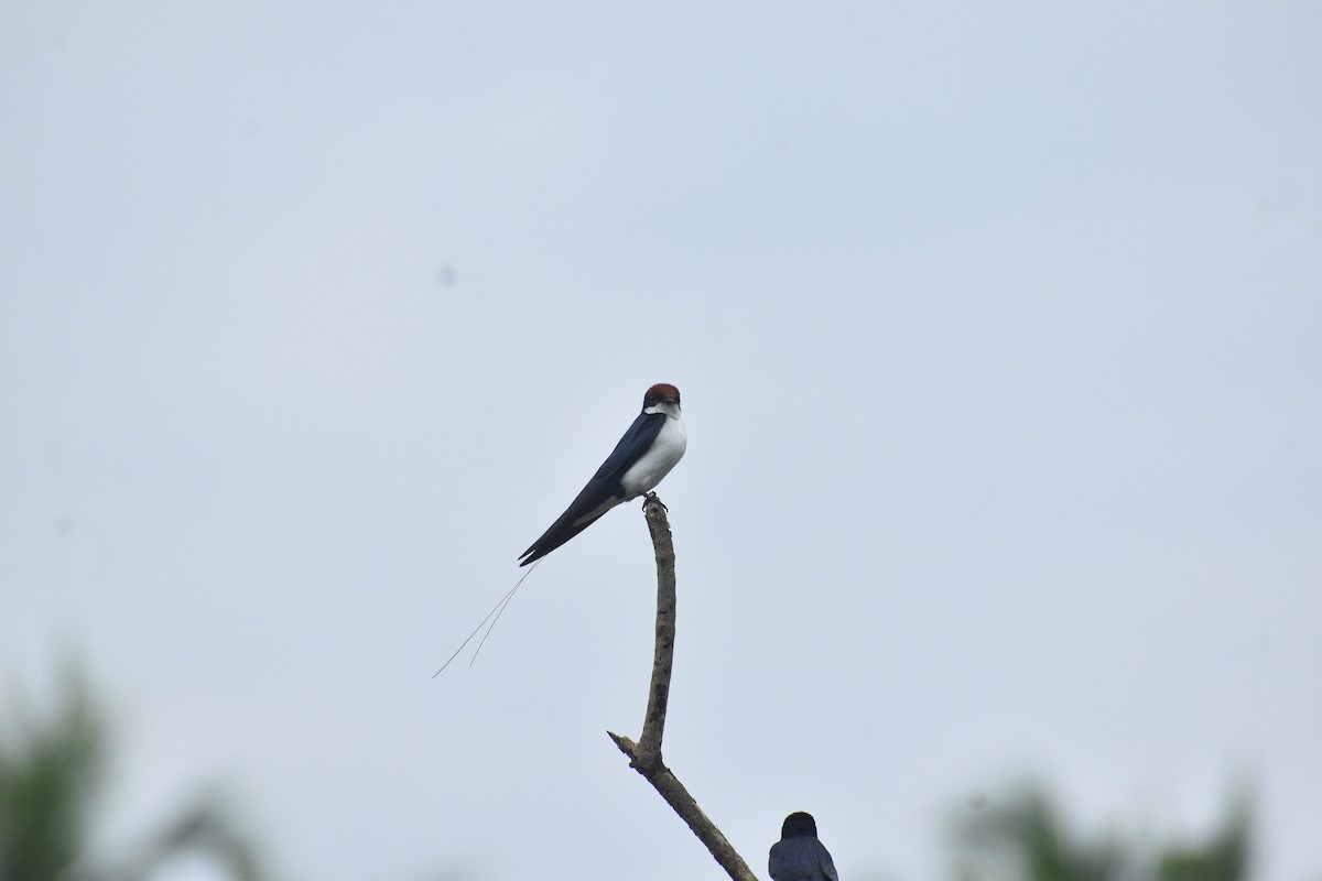 Ластівка ниткохвоста - ML644151144