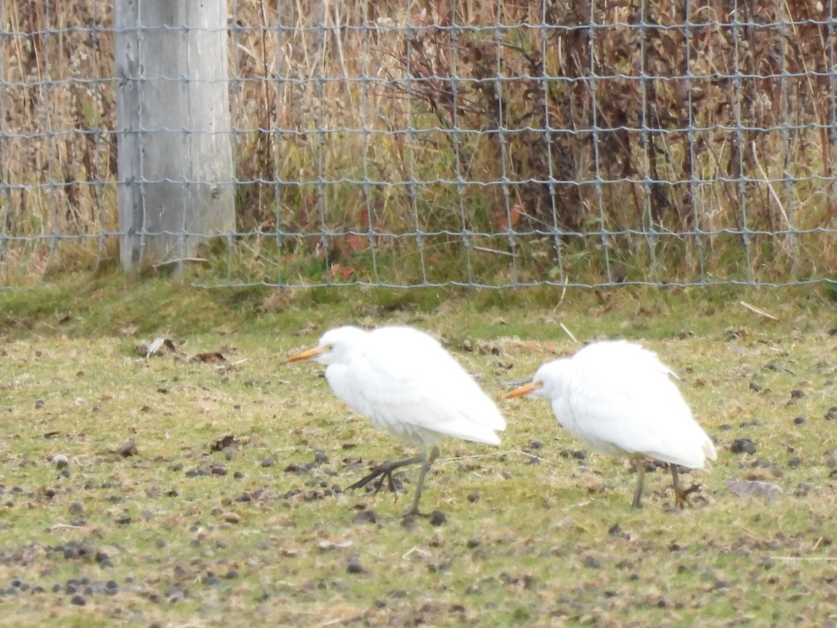 Western Cattle-Egret - ML644151154