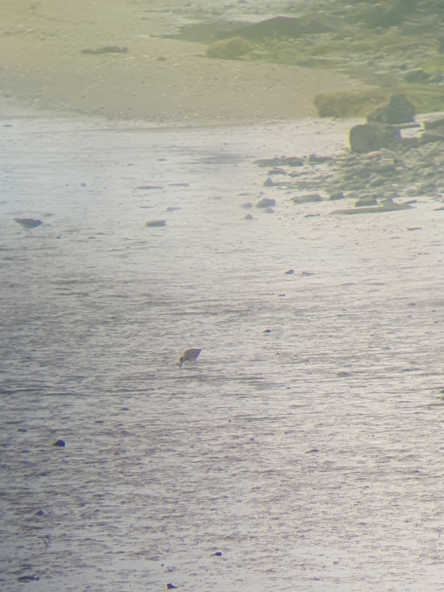 slukovec dlouhozobý - ML644151155