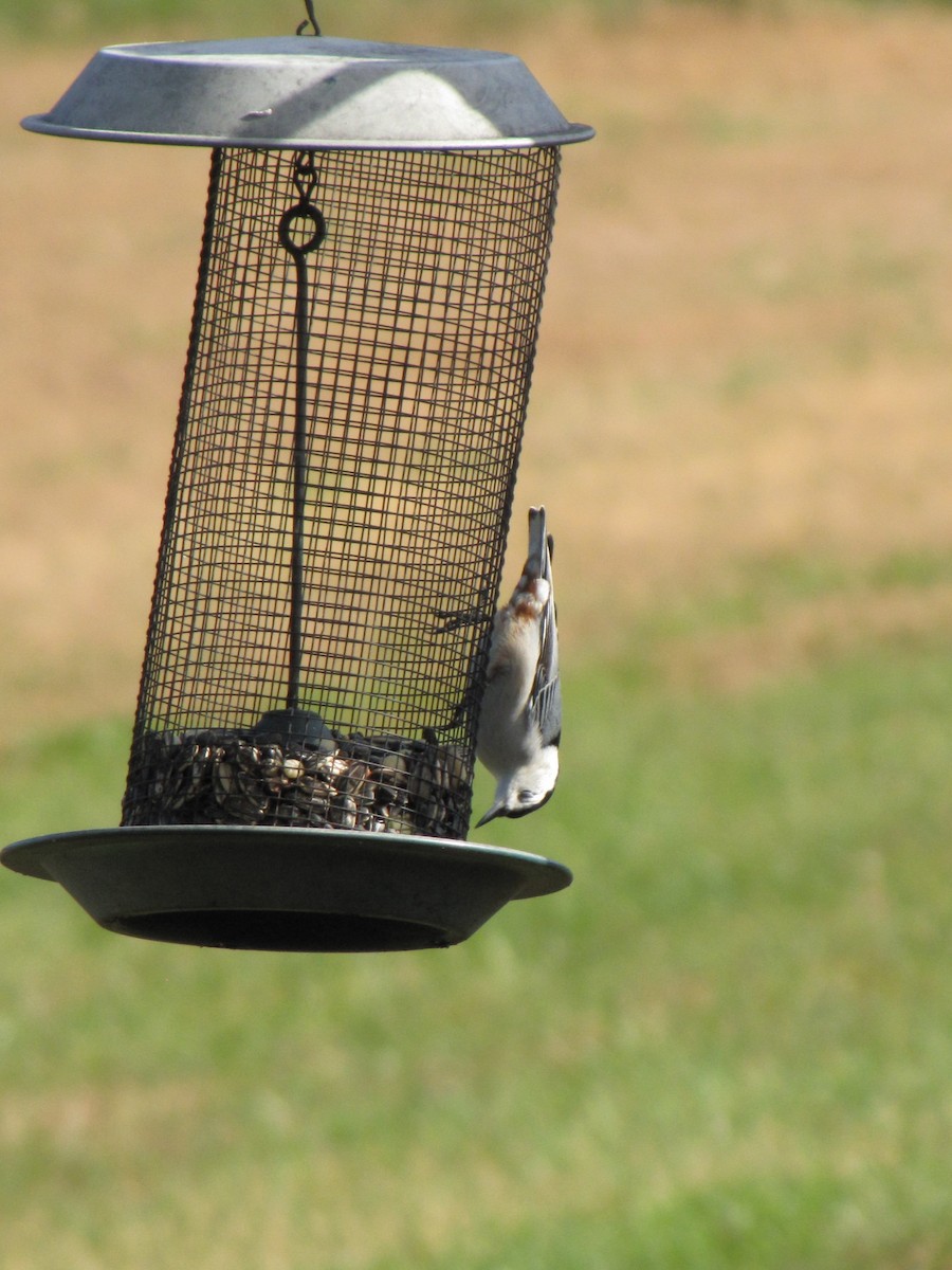 Повзик каролінський - ML644151157