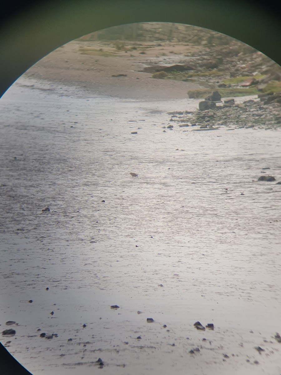 slukovec dlouhozobý - ML644151169