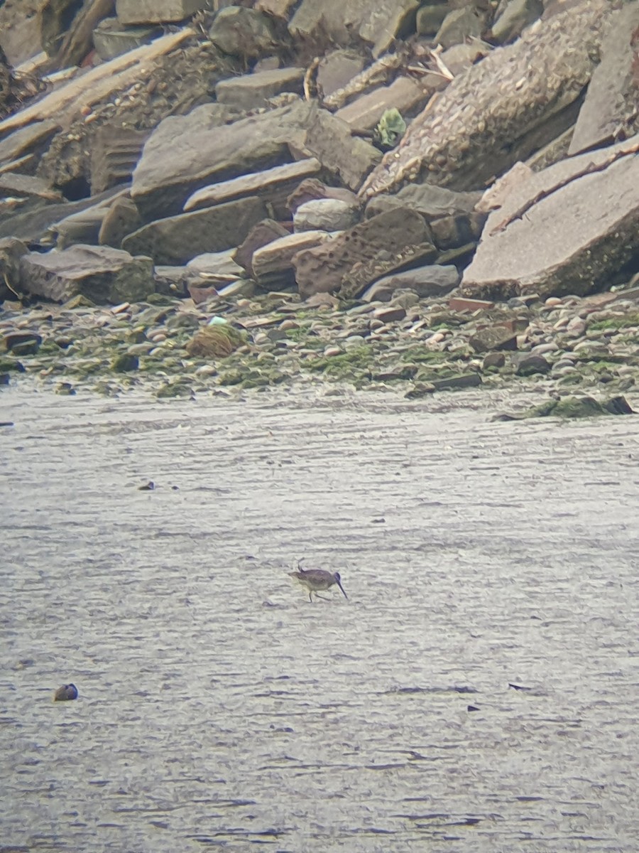 slukovec dlouhozobý - ML644151173