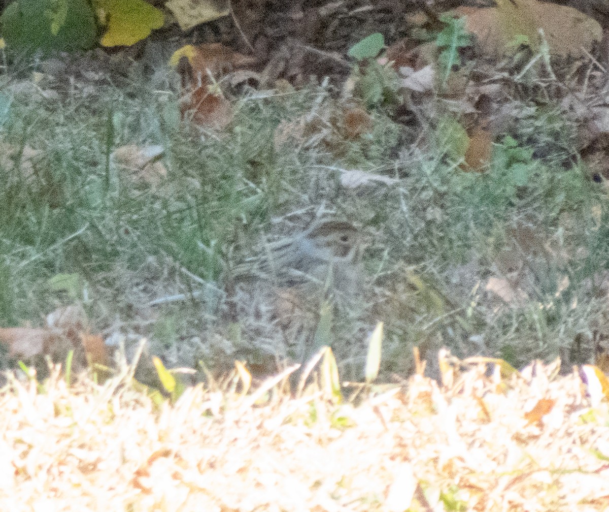 Clay-colored Sparrow - ML644151174