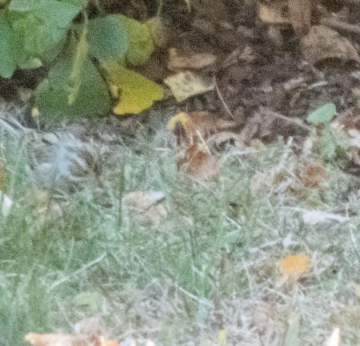 Clay-colored Sparrow - ML644151175