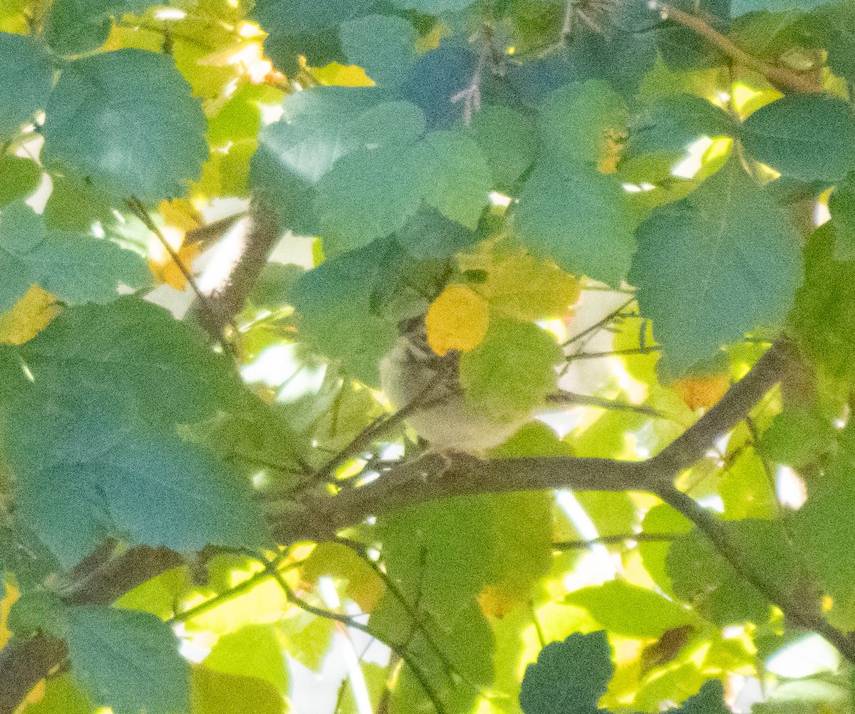 Clay-colored Sparrow - ML644151177