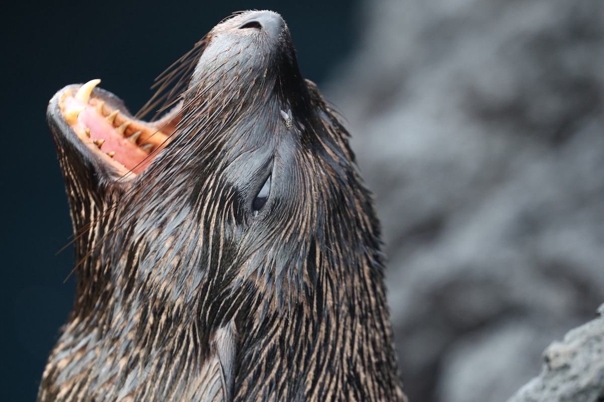 Animals - ML644151180