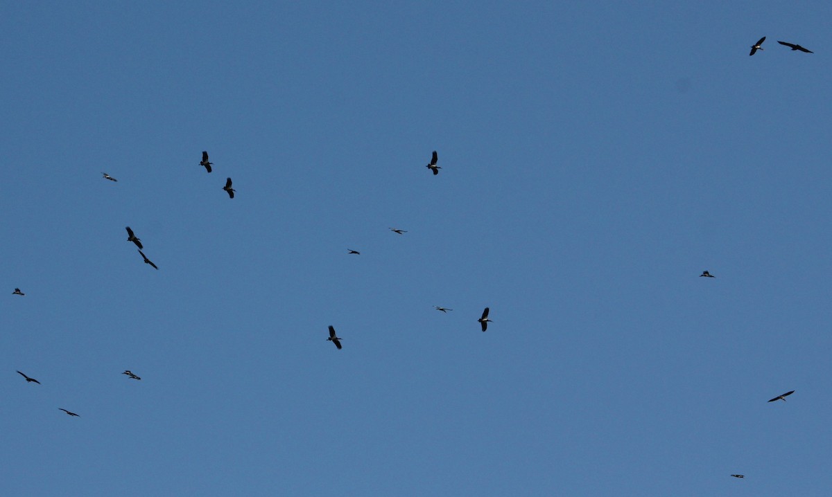 Abdim's Stork - ML644151186