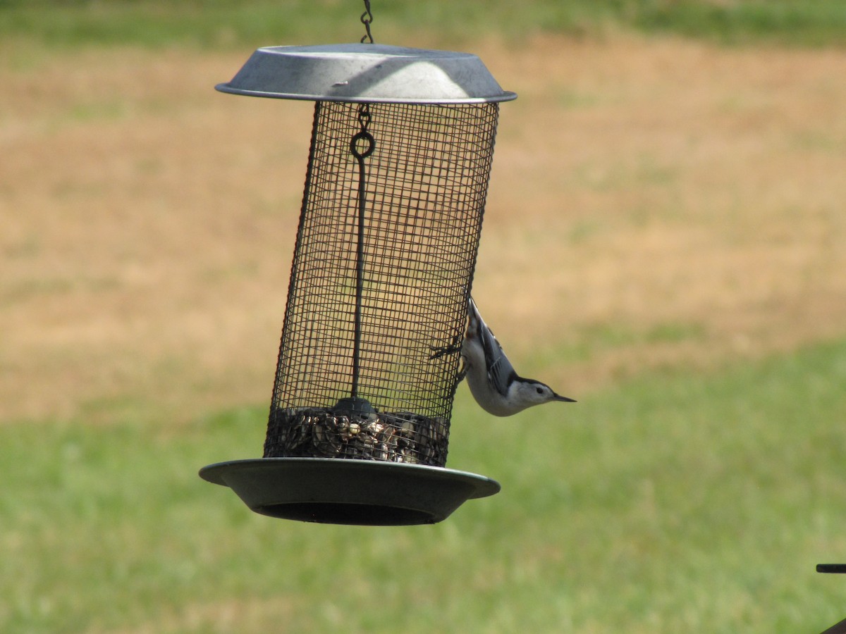 Повзик каролінський - ML644151187