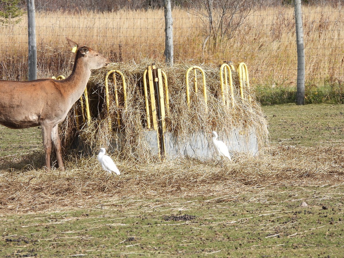 Western Cattle-Egret - ML644151193