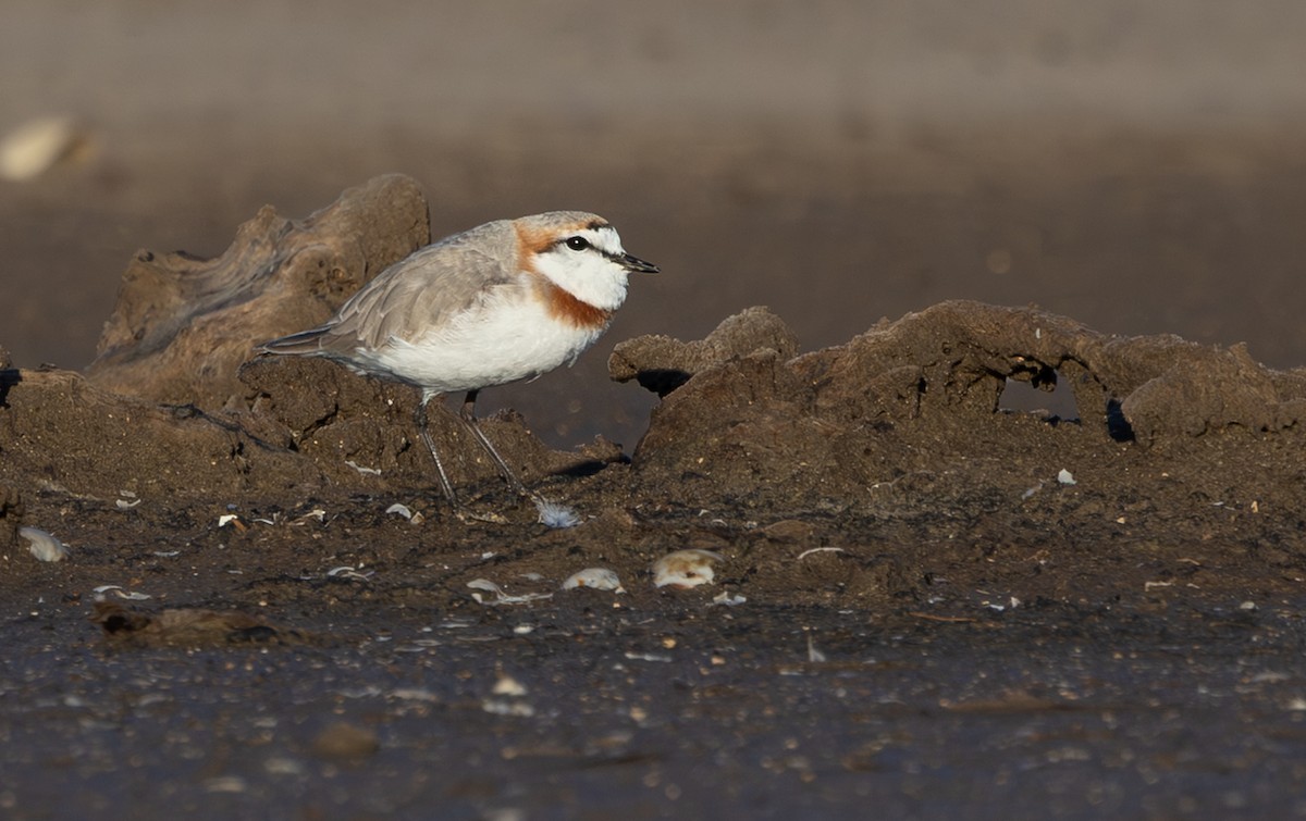 Chestnut-banded Plover - ML644151194