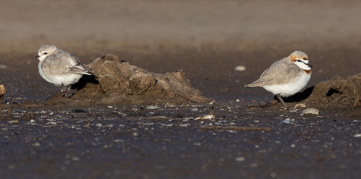Chestnut-banded Plover - ML644151195