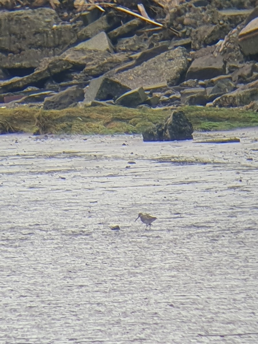 slukovec dlouhozobý - ML644151198