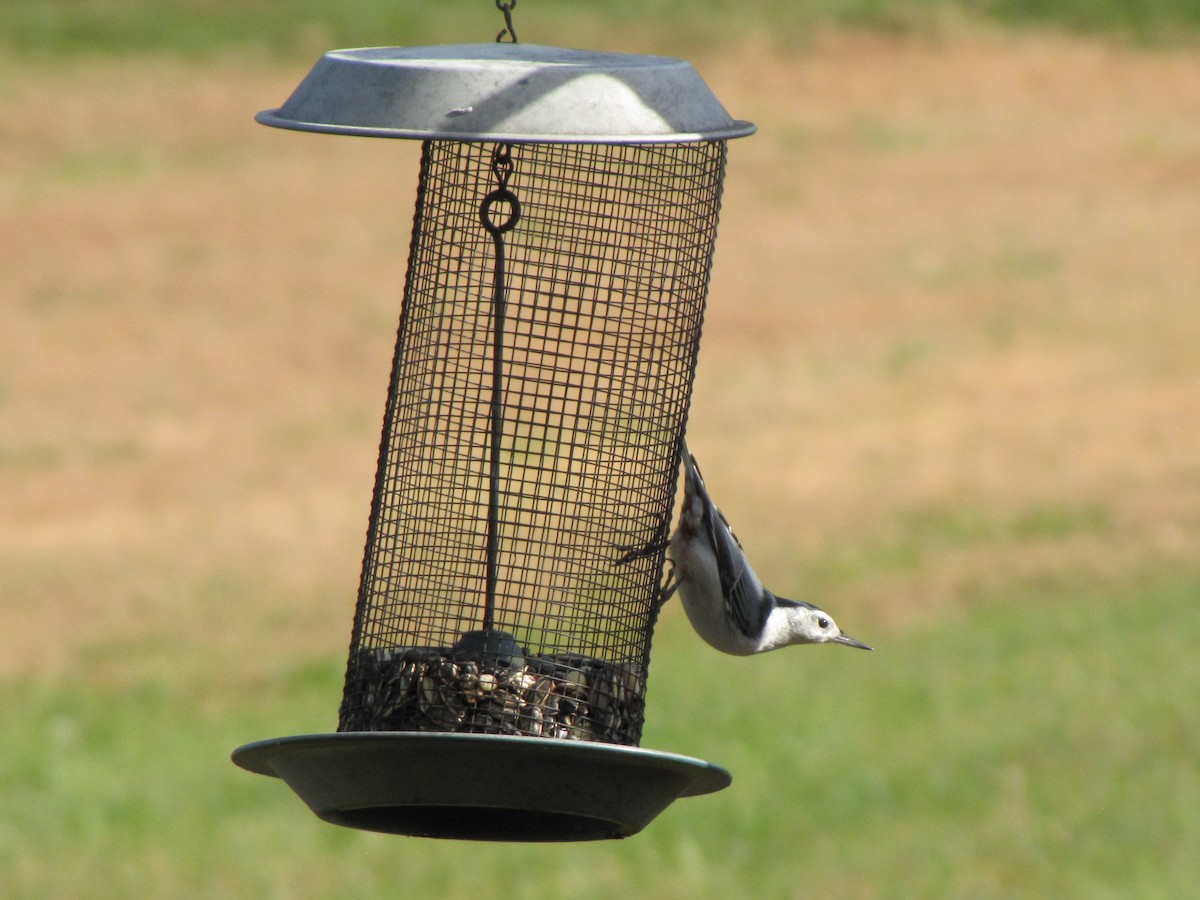 Повзик каролінський - ML644151199