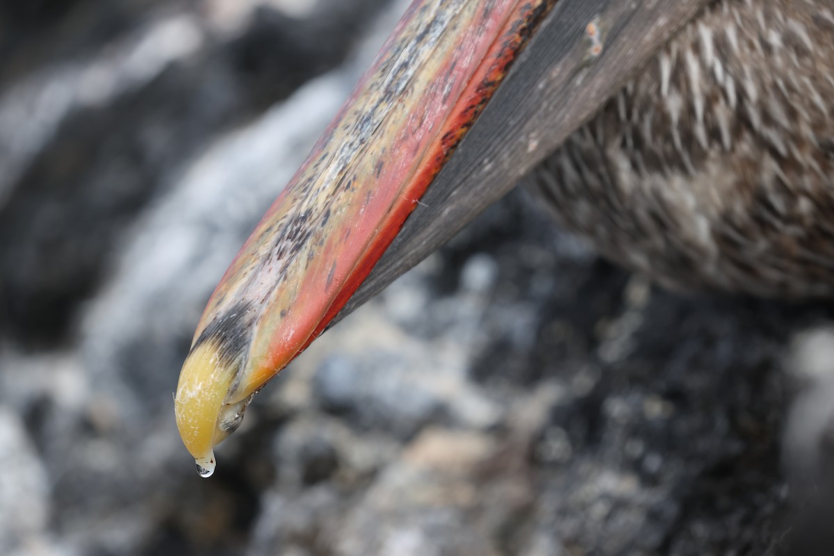 Brown Pelican (Galapagos) - ML644151200