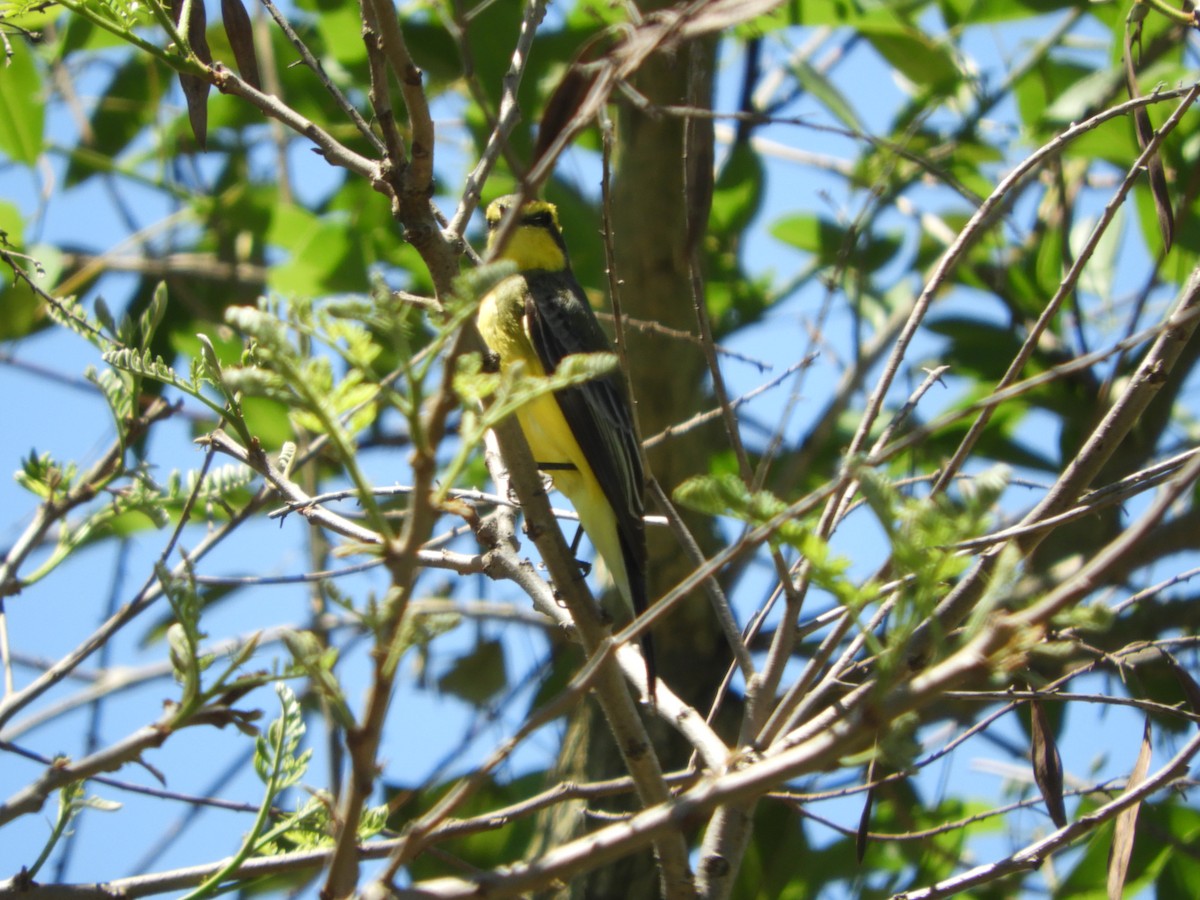 キマユタイランチョウ - ML644151201