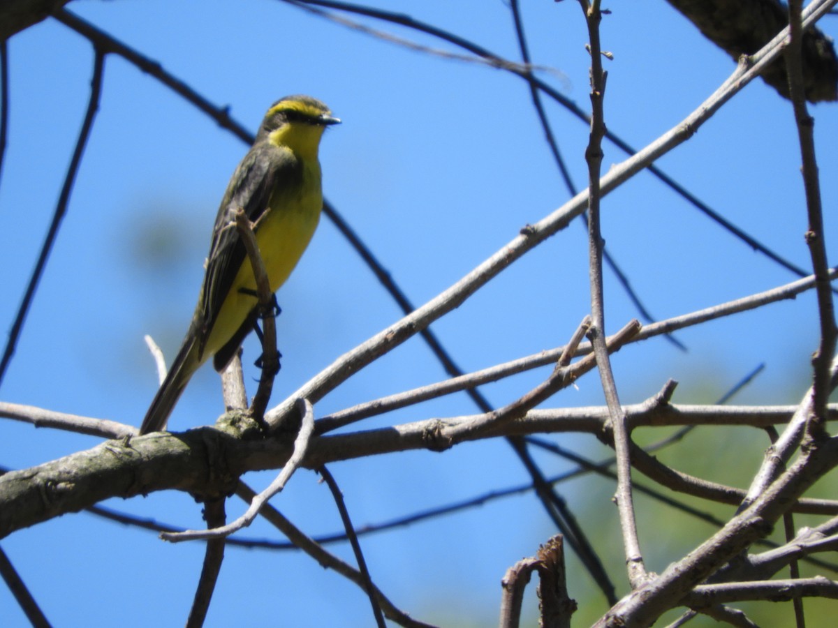 キマユタイランチョウ - ML644151202