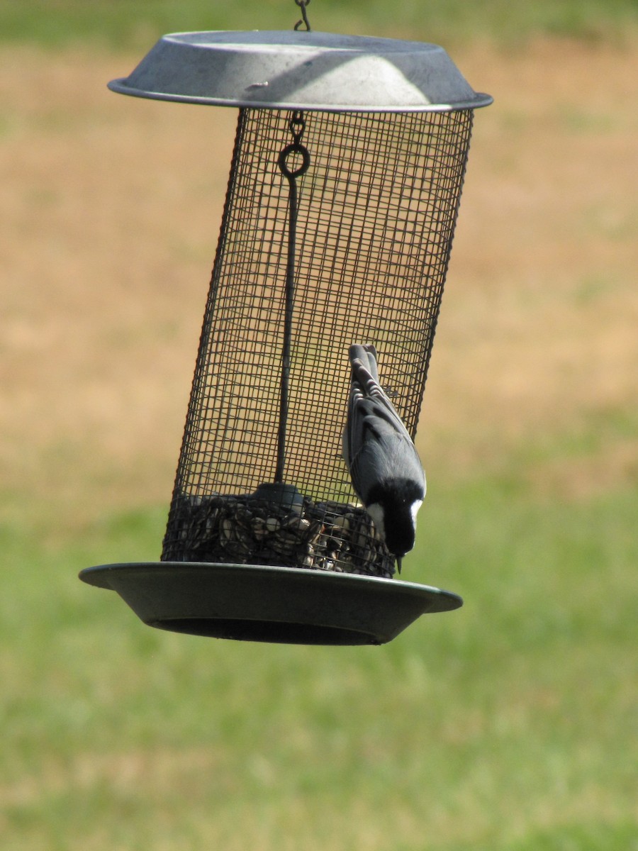 Повзик каролінський - ML644151220