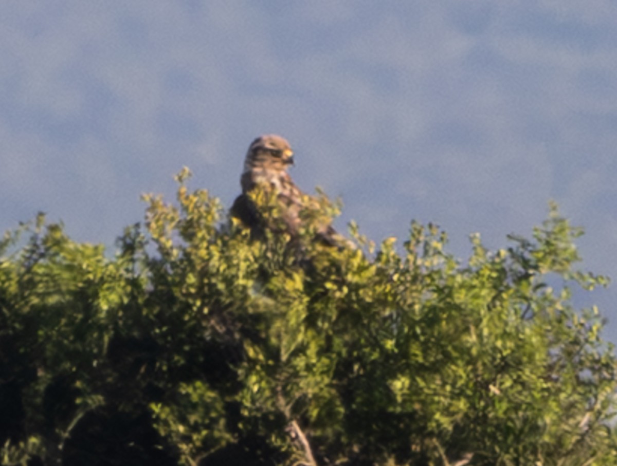African Marsh Harrier - ML644151232