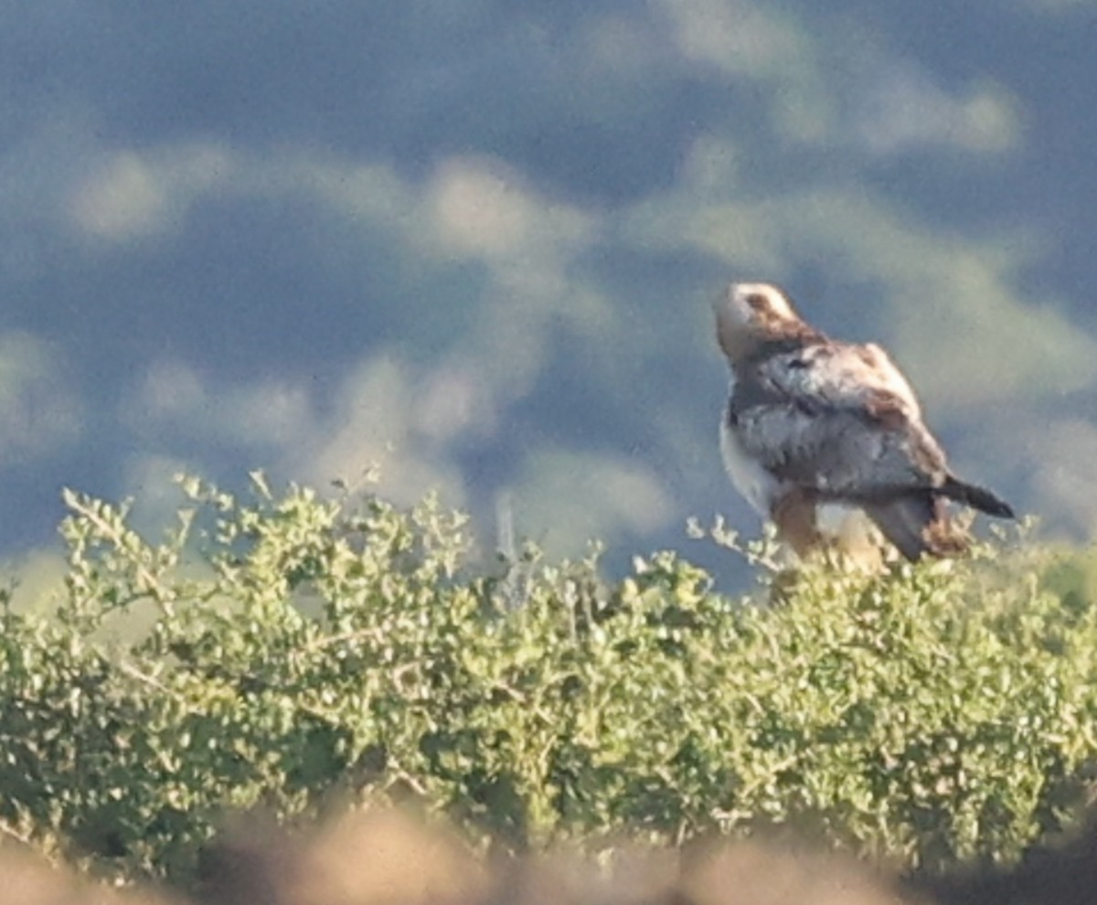 African Marsh Harrier - ML644151233