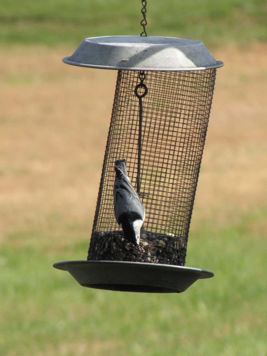 Повзик каролінський - ML644151245