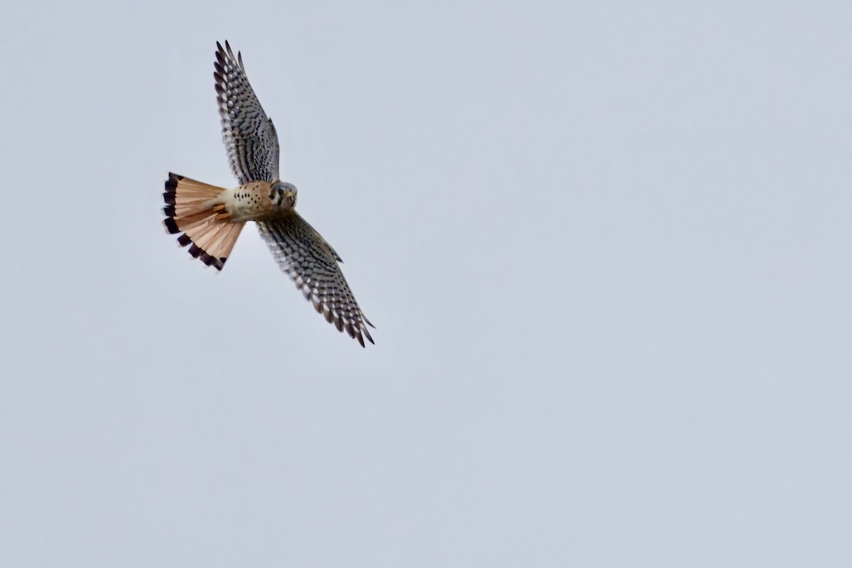 American Kestrel - ML644151259