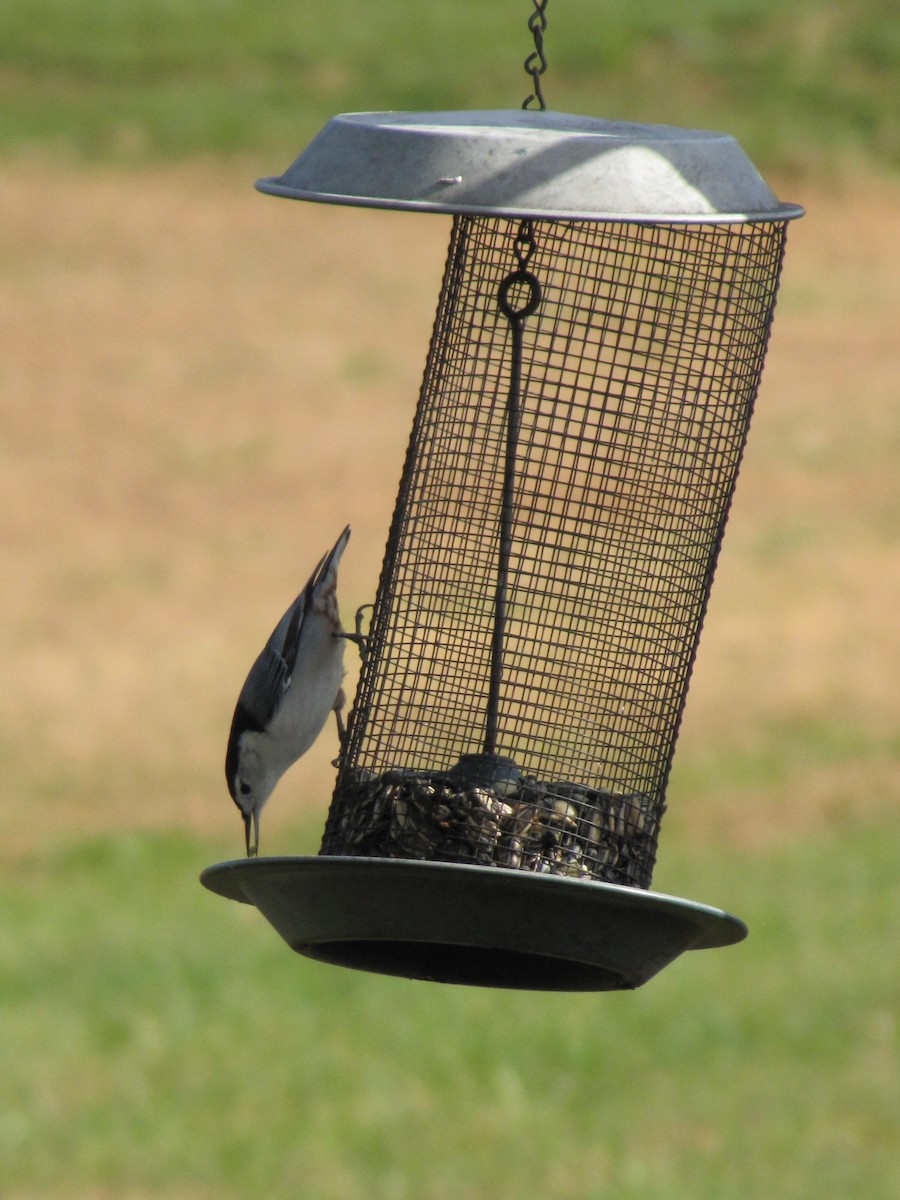 Повзик каролінський - ML644151260