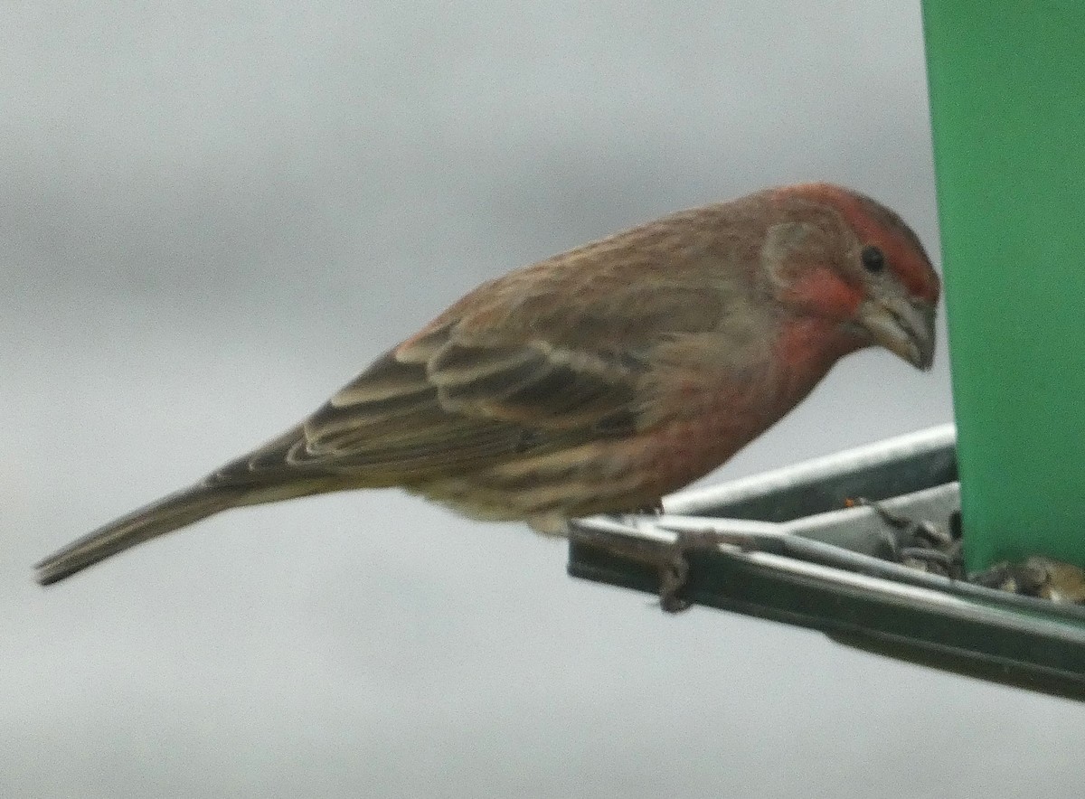 House Finch - ML644151262