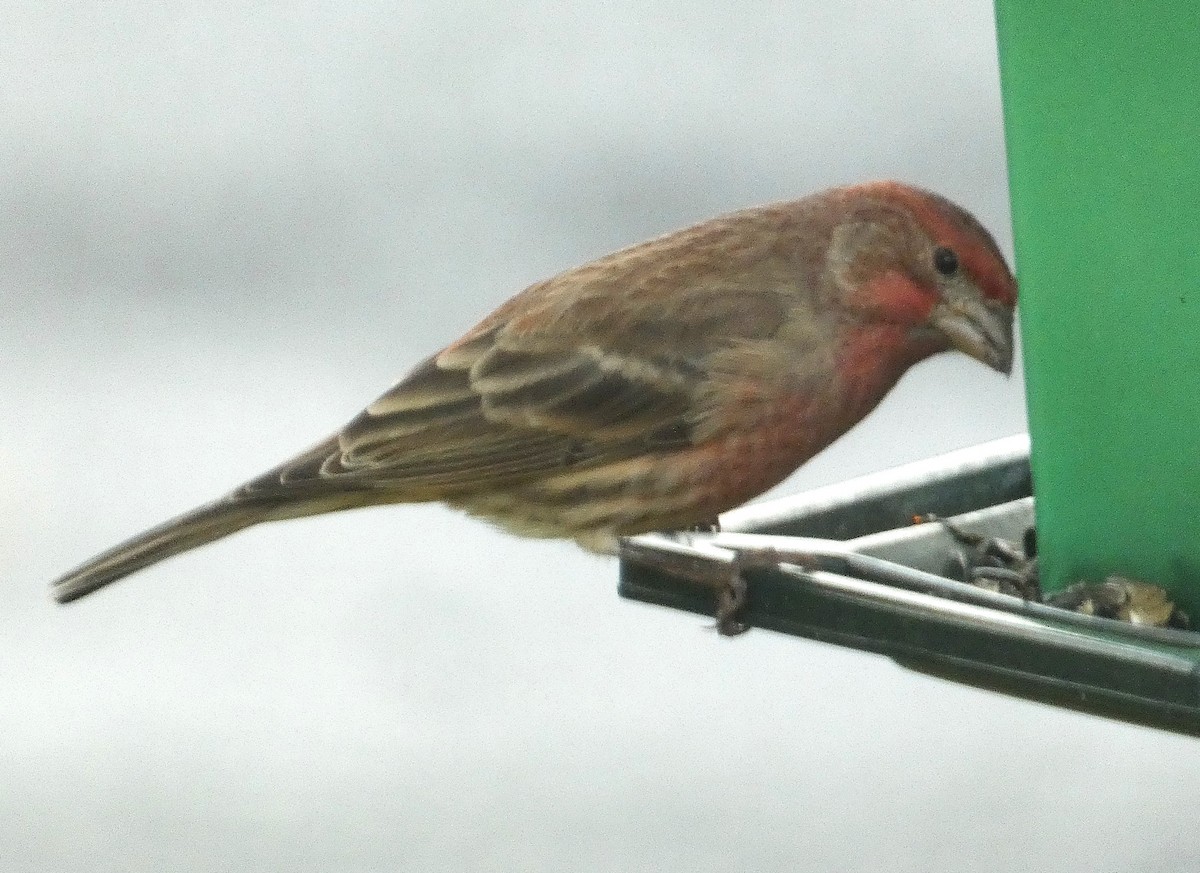 House Finch - ML644151264