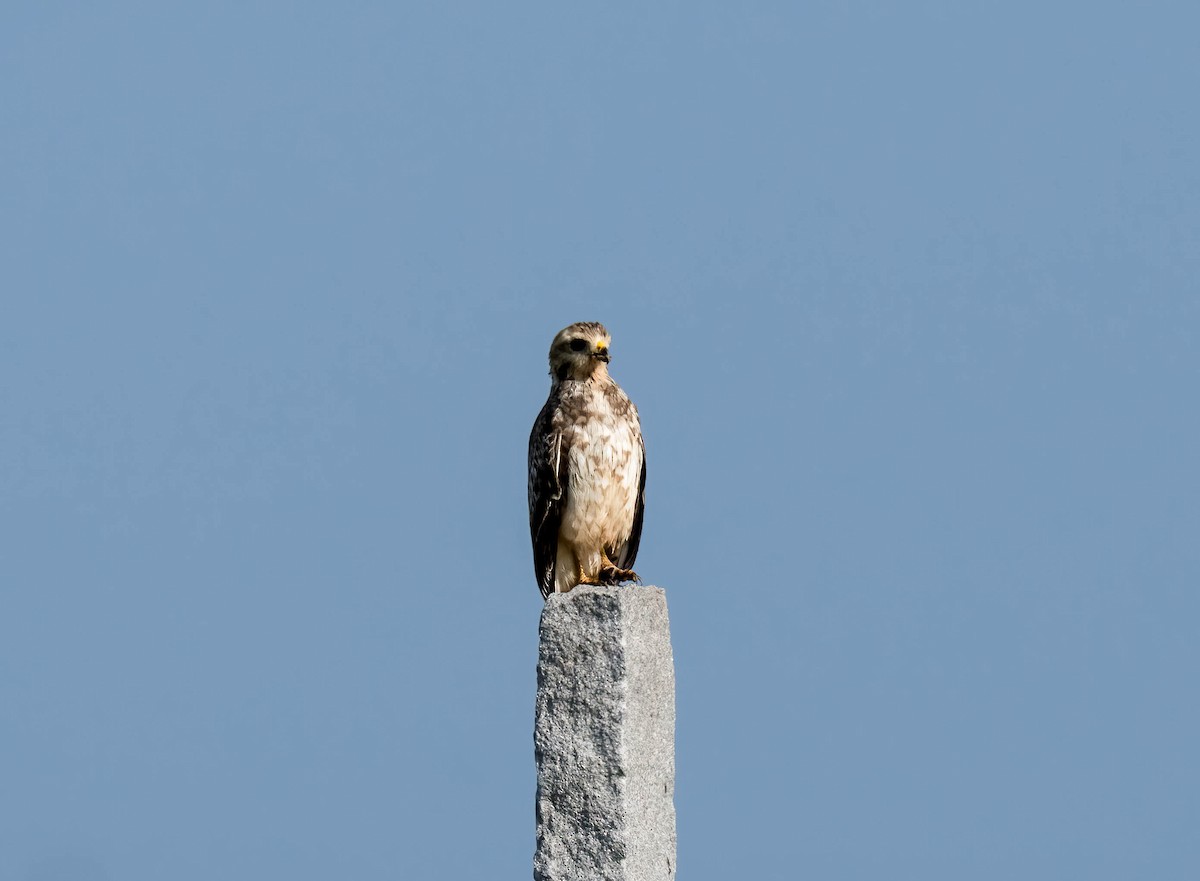 メジロサシバ - ML644151265