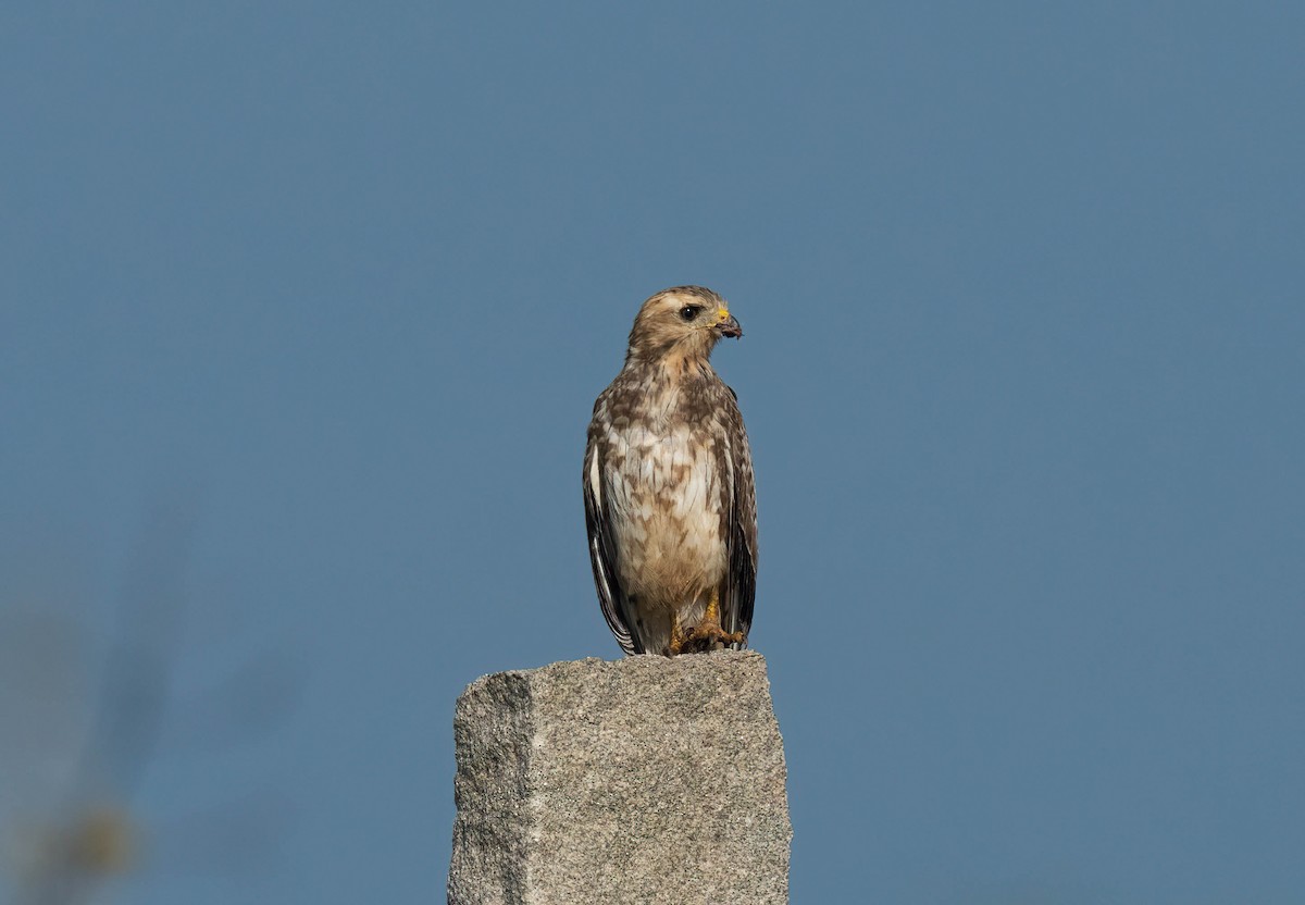 メジロサシバ - ML644151266